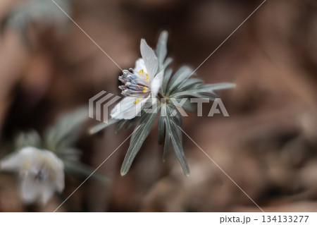 冬の日の節分草(セツブンソウ) 冬の日の節分草(セツブンソウ) 134133277