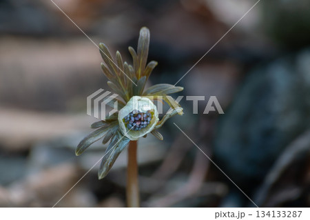 冬の日の節分草（セツブンソウ） 134133287