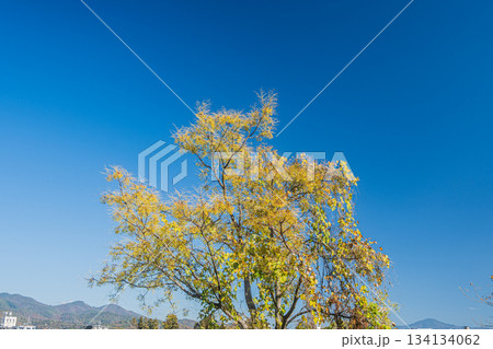 青空に映える桂川河川敷に立つ樹木　京都市 134134062