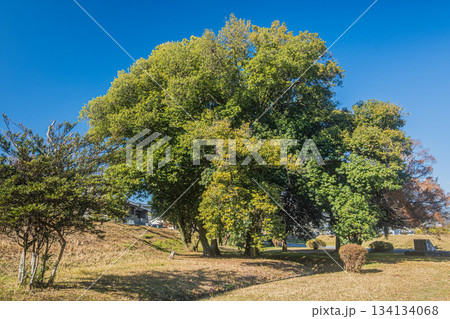 初冬の嵐山東公園　京都市 134134068
