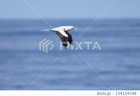 海上を飛ぶアカアシカツオドリ 134134398