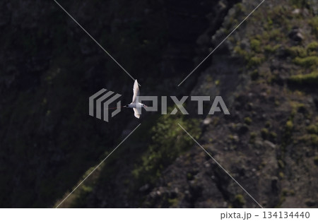 飛翔するアカオネッタイチョウ 134134440