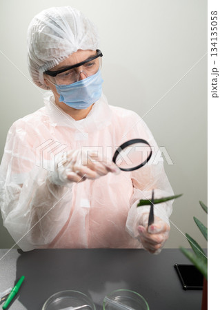 Researcher Studies Aloe Plant Applications Using Magnifying Glass in Laboratory Setting 134135058