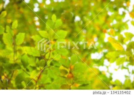 Low angle view of green tree Low angle view of green tree 134135402