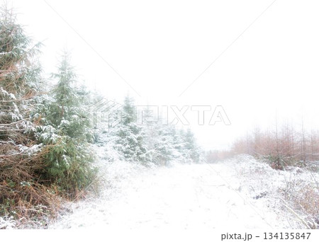 Flat design showing snowy clearing with dense evergreen conifer trees underbrush and bare shrubs 134135847