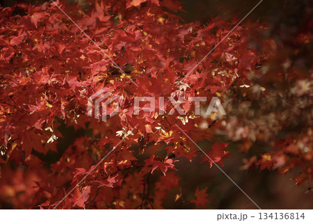 The landscape glows with fiery hues as the bright red maple leaves undergo a full color change 134136814