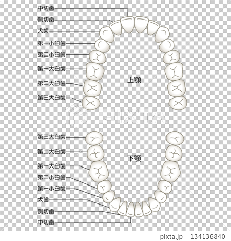 牙齒的名稱:牙列 牙齒的名稱:牙列 134136840