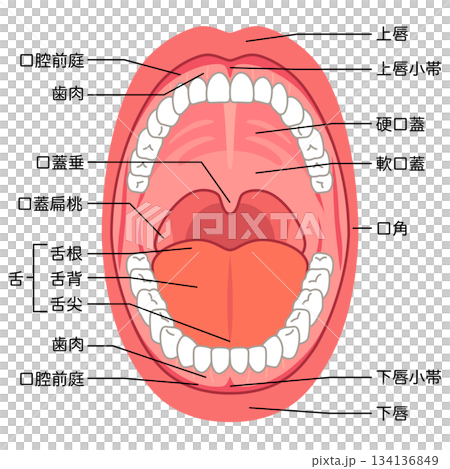 口腔內部:口腔結構 口腔內部:口腔結構 134136849