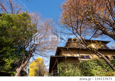 影向寺の乳イチョウ 134137673