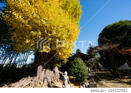 影向寺の乳イチョウ 134137681