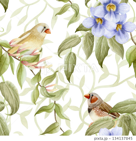 Garden songbirds on hedge watercolor seamless pattern on white with pastel purple flowers and green branches. Realistic finch birds and blooming Thunbergia repeat background. Spring climbing plants 134137845