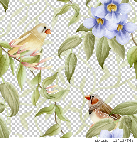 Garden songbirds on hedge watercolor seamless pattern on white with pastel purple flowers and green branches. Realistic finch birds and blooming Thunbergia repeat background. Spring climbing plants 134137845