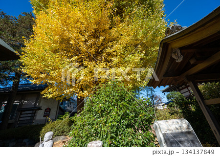 影向寺の乳イチョウ 134137849
