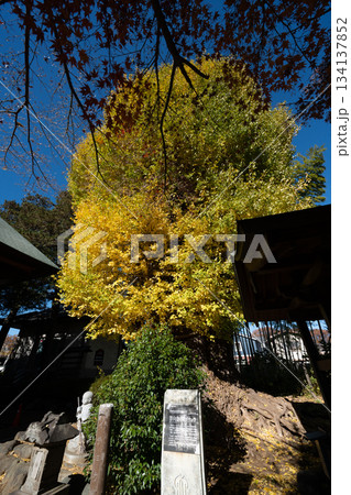 影向寺の乳イチョウ 134137852