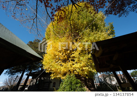 影向寺の乳イチョウ 134137854