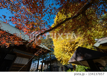 影向寺の乳イチョウ 134137857