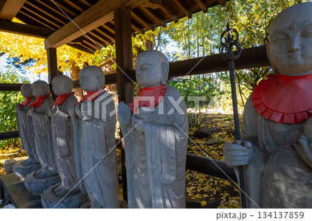 影向寺の乳イチョウ 134137859