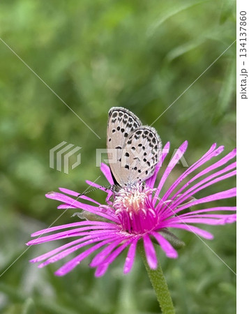 マツバギクの花で吸蜜するヤマトシジミ 134137860