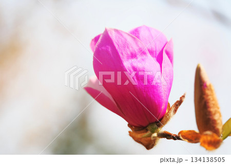 モクレンの花 モクレンの花 134138505