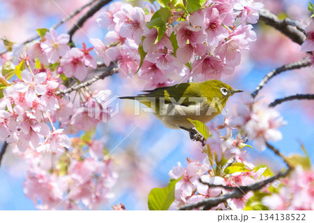 満開の桜の蜜を吸うメジロ 134138522