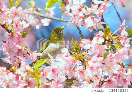 満開の桜の花に囲まれたメジロ 134138523