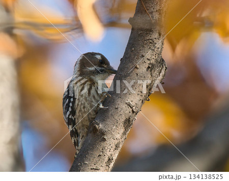 木の枝に止まるツグミ 木の枝に止まるツグミ 134138525
