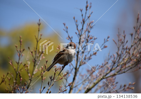 A sparrow on cherry 芽吹き始めた山桜の枝にとまる一羽のスズメ(望遠ズーム撮り) 134138536