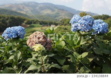 Vibrant blue hydrangea flowers in full bloom, showcasing their delicate beauty 134138644