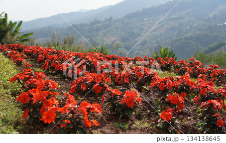 A vibrant field of red flowers blossoming on a hillside with mountains in the background 134138645