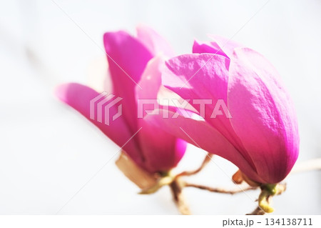モクレンの花 134138711