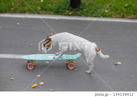 A Jack Russell Terrier rides a penny board in an autumn park. A Jack Russell Terrier rides a penny board in an autumn park. 134139412