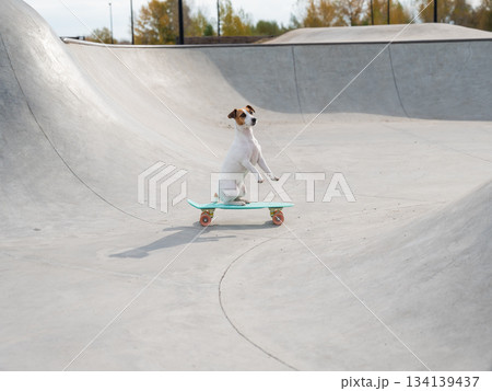 A Jack Russell Terrier rides a penny board at a skate park. A Jack Russell Terrier rides a penny board at a skate park. 134139437