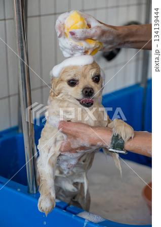 Cute Pomeranian at the grooming. Dog in the shower. Cute Pomeranian at the grooming. Dog in the shower. 134139444