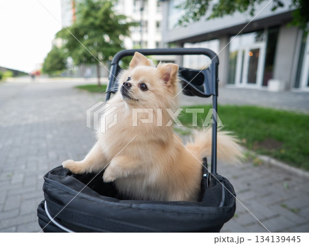 Cute spitz dog in pet stroller outdoors. Cute spitz dog in pet stroller outdoors. 134139445