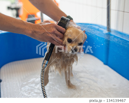 Cute Pomeranian at the grooming. Dog in the shower. Cute Pomeranian at the grooming. Dog in the shower. 134139467