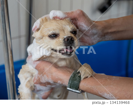 Cute Pomeranian at the grooming. Dog in the shower.  134139468