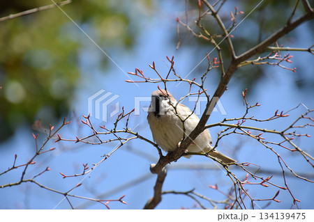 A sparrow on cherry 芽吹き始めた山桜の枝にとまる一羽のスズメ(望遠ズーム撮り) A sparrow on cherry 芽吹き始めた山桜の枝にとまる一羽のスズメ(望遠ズーム撮り) 134139475