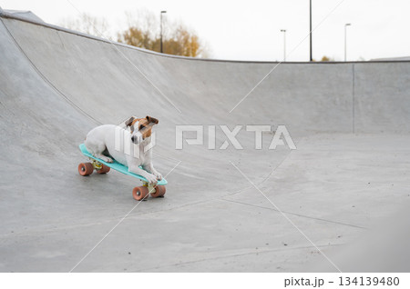 A Jack Russell Terrier rides a penny board at a skate park. A Jack Russell Terrier rides a penny board at a skate park. 134139480