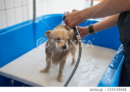 Cute Pomeranian at the grooming. Dog in the shower. Cute Pomeranian at the grooming. Dog in the shower. 134139486