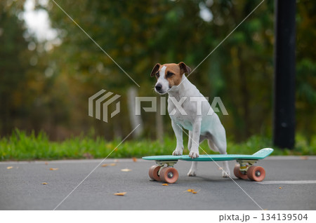A Jack Russell Terrier rides a penny board in an autumn park. 134139504