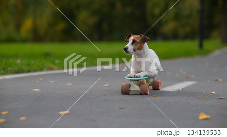 A Jack Russell Terrier rides a penny board in an autumn park. 134139533
