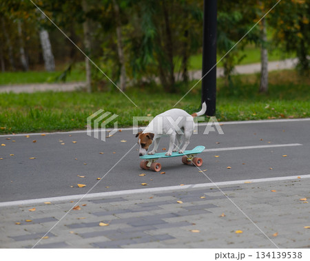 A Jack Russell Terrier rides a penny board in an autumn park. A Jack Russell Terrier rides a penny board in an autumn park. 134139538