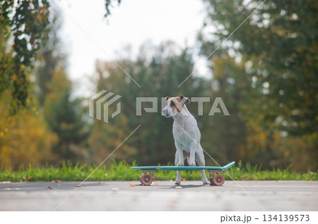 A Jack Russell Terrier rides a penny board in an autumn park. 134139573