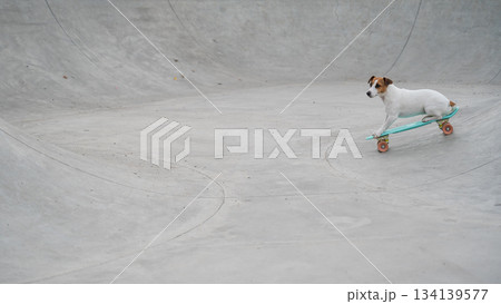 A Jack Russell Terrier rides a penny board at a skate park. 134139577