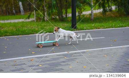 A Jack Russell Terrier rides a penny board in an autumn park. 134139604