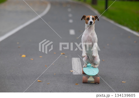 A Jack Russell Terrier rides a penny board in an autumn park. A Jack Russell Terrier rides a penny board in an autumn park. 134139605