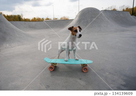 A Jack Russell Terrier rides a penny board at a skate park. 134139609