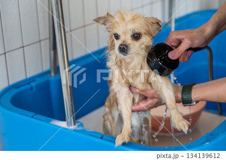 Cute Pomeranian at the grooming. Dog in the shower. Cute Pomeranian at the grooming. Dog in the shower. 134139612