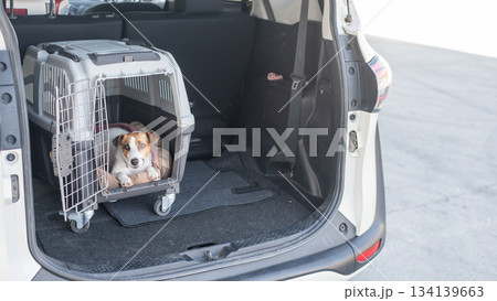 Jack Russell Terrier Dog in Travel Carrier in Car Trunk.  134139663