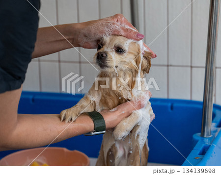 Cute Pomeranian at the grooming. Dog in the shower.  134139698